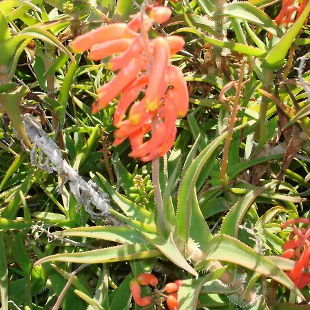 Costa Natura 602 公寓