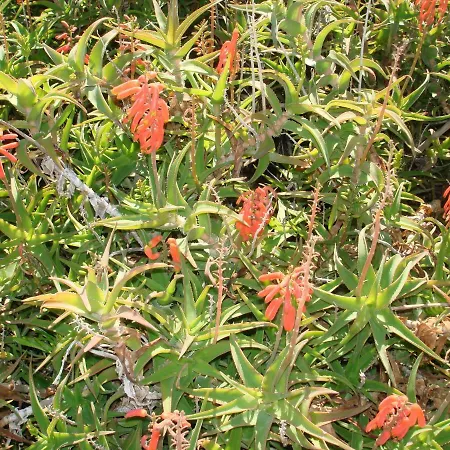 Costa Natura 602 公寓 埃斯特波纳